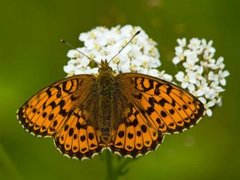 Lesser Marbled Fritillary (Brenthis ino)