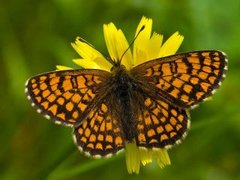 Marimjellerutevinge (Melitaea athalia)