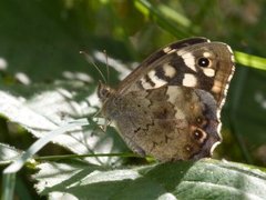Speckled Wood (Pararge aegeria)