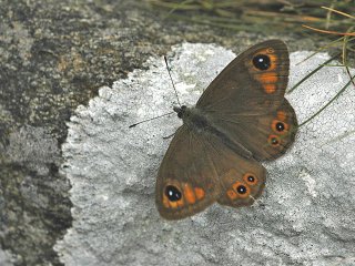 Klipperingvinge (Lasiommata maera)