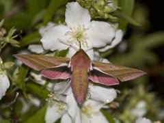 Stor snabelsvermer (Deilephila elpenor)