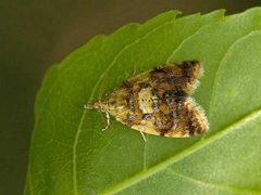Yellow-spot Tortrix (Pseudargyrotoza conwagana)