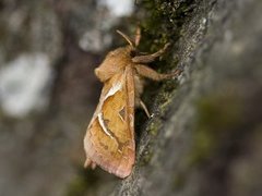 Orange Swift (Triodia sylvina)