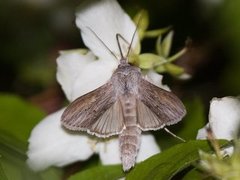 Lyst hettefly (Cucullia umbratica)