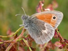 Engringvinge (Coenonympha pamphilus)