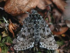 Svartflekkheifly (Anarta melanopa)