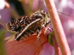 Rødt heifly (Anarta myrtilli)