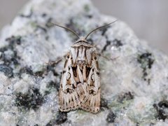 Fjelljordfly (Agrotsi fatidica)