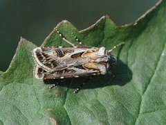 Fagerjordfly (Agrotis vestigialis)