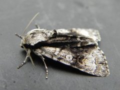 Orekveldfly (Acronicta alni)