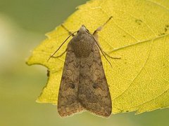 The Brick (Agrochola circellaris)