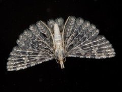 Many-plumed Moth (Alucita hexadactyla)