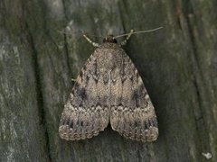 Rødt pyramidefly (Amphipyra pyramidea)