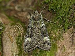 Grønt skogfly (Anaplectoides prasina)