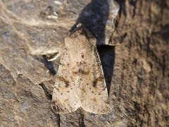 Variabelt seljefly (Orthosia incerta)