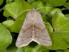 Brunbåndseljefly (Orthosia opima)