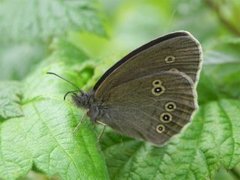 Ringlet (Aphantopus hyperantus)