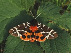 Garden Tiger (Arctia caja)