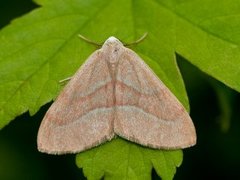 Barred Red (Hylaea fasciaria)