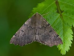 Scalloped Hazel (Odontopera bidentata)