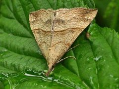 Snout (Hypena proboscidalis)