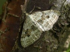 Hvit båndmåler (Xanthorhoe montanata)