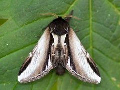 Bjørketannspinner (Pheosia gnoma)