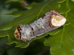 Buff-tip (Phalera bucephala)