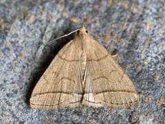 Gråbrunt viftefly (Herminia tarsipennalis)