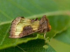 Mindre båndmetallfly (Diachrysia stenochrysis)