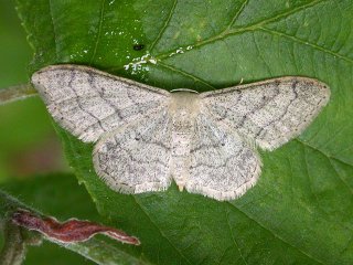 Vinkelengmåler (Idaea aversata) Vinkelengmåler (Idaea aversata)