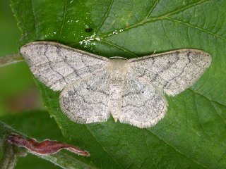 Vinkelengmåler (Idaea aversata)