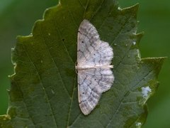 Randengmåler (Idaea biselata)