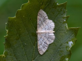 Randengmåler (Idaea biselata)