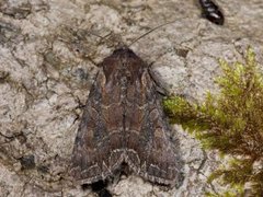 Brunt lundfly (Lacanobia suasa)