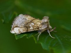 Tyrihjelmfly (Polychrysia moneta)