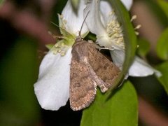 Lyst ringurtefly (Hoplodrina octogenaria)