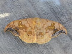 Scarce Hook-tip (Sabra harpagula)