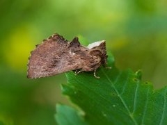 Coxcomb Prominent (Ptilodon capucina)