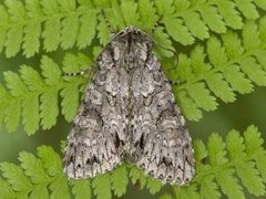 Grått hakefly (Polia nebulosa)