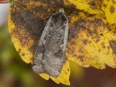 Large Yellow Underwing (Noctua pronuba)