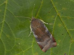 Lesser Broad-bordered Yellow (Noctua janthe)