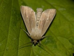 Brungult gressfly (Mythimna impura)