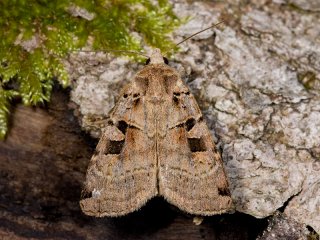 Triangelbakkefly (Xestia triangulum)