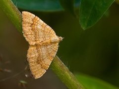 Gullmåler (Camptogramma bilineata)