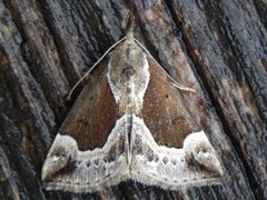 Blåbærnebbfly (Hypena crassalis)