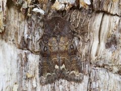 Broom Moth (Ceramica pisi)