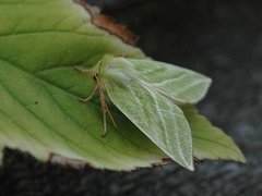 Rødfrynset båtfly (Pseudoips prasinana)