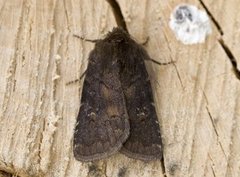 Skyggefly (Rusina ferruginea)