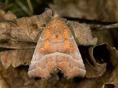 Flikfly (Scoliopteryx libatrix)